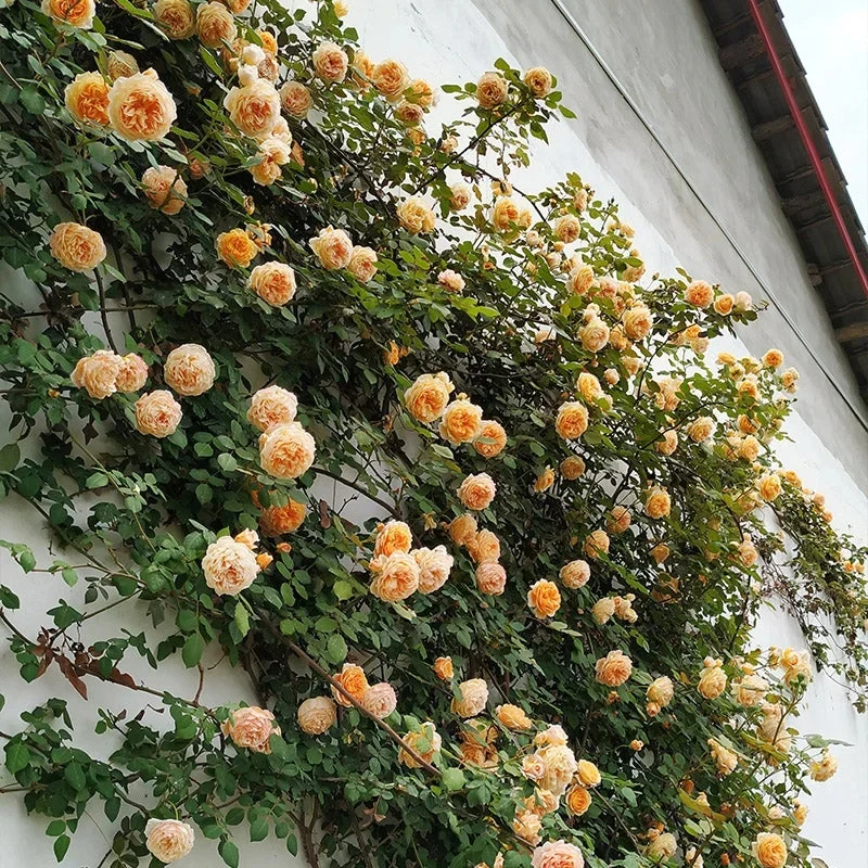 🩷 9 Types Of & Rare Color Climbing Rose Seeds
