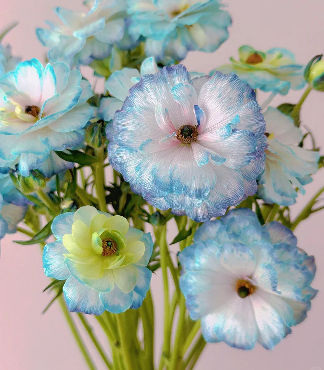 Light Blue Butterfly Peony Flower