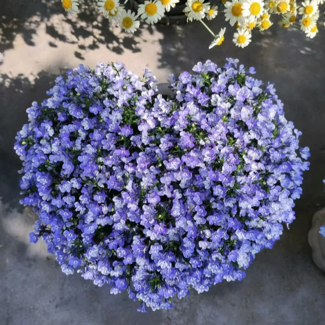 Lobelia Seeds - One of the best edging plants