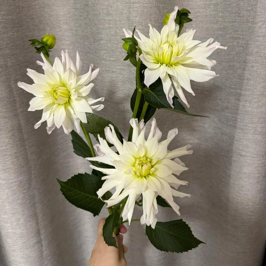 Double Dahlia Bulbs