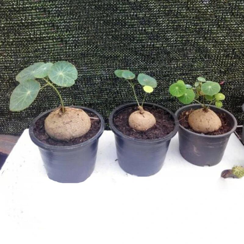 Egrow 50 Pcs/Pack Stephania Erecta Seeds Buib Bonsai Tree for Home Garden Plant