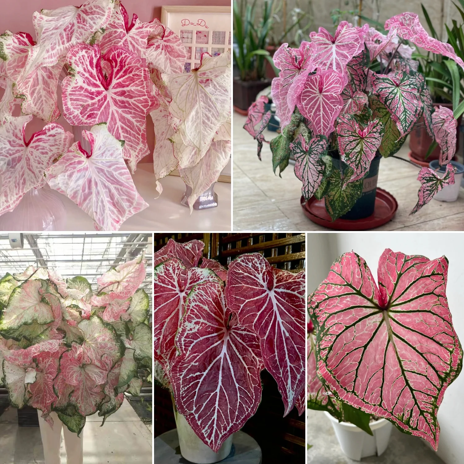 Peppermint Coleus Peperomia Obtusifolia Variegata Seeds