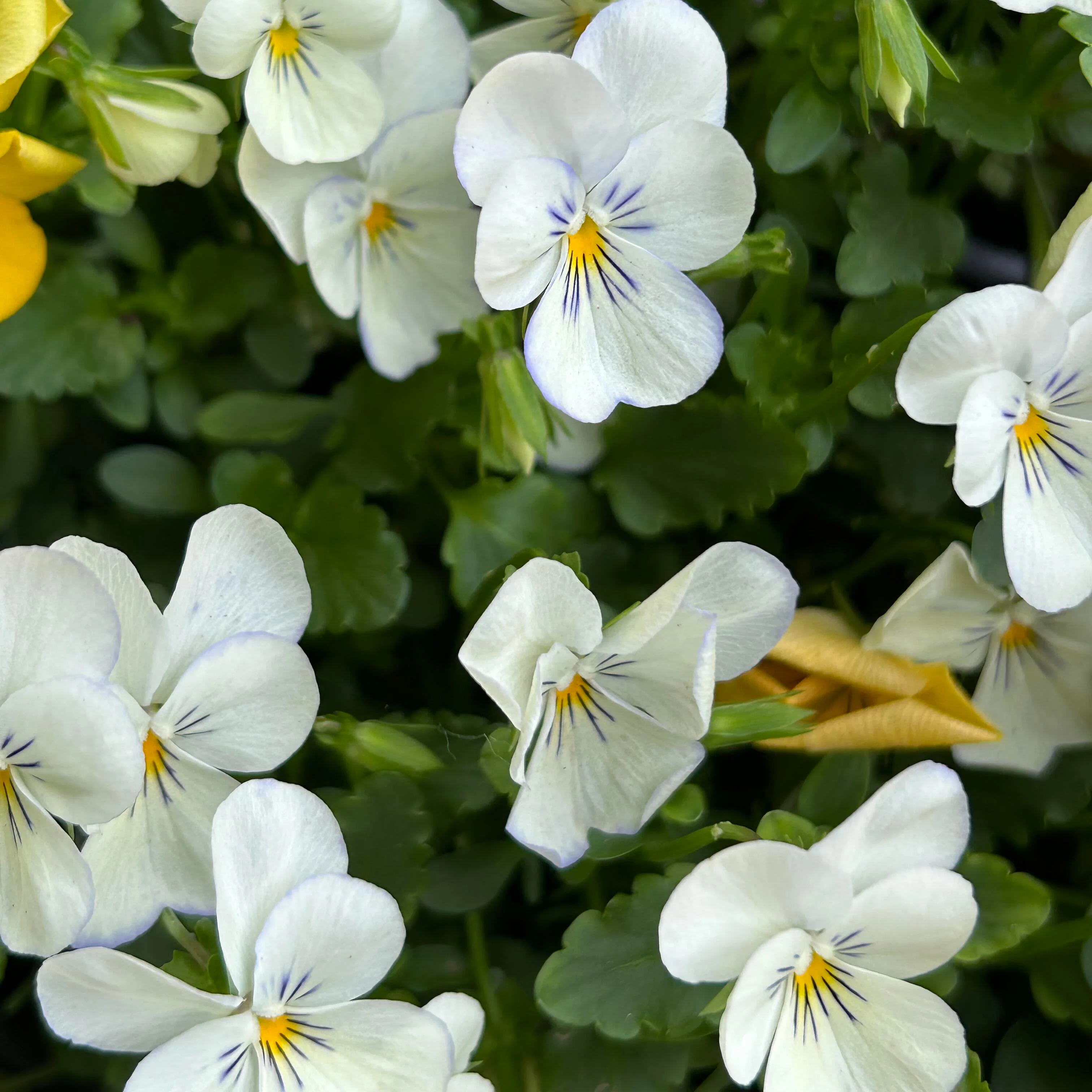 Ultra-Vibrant Pansy Seeds