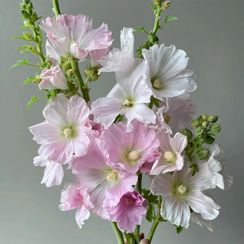 Single Flowered Hollyhock Seeds