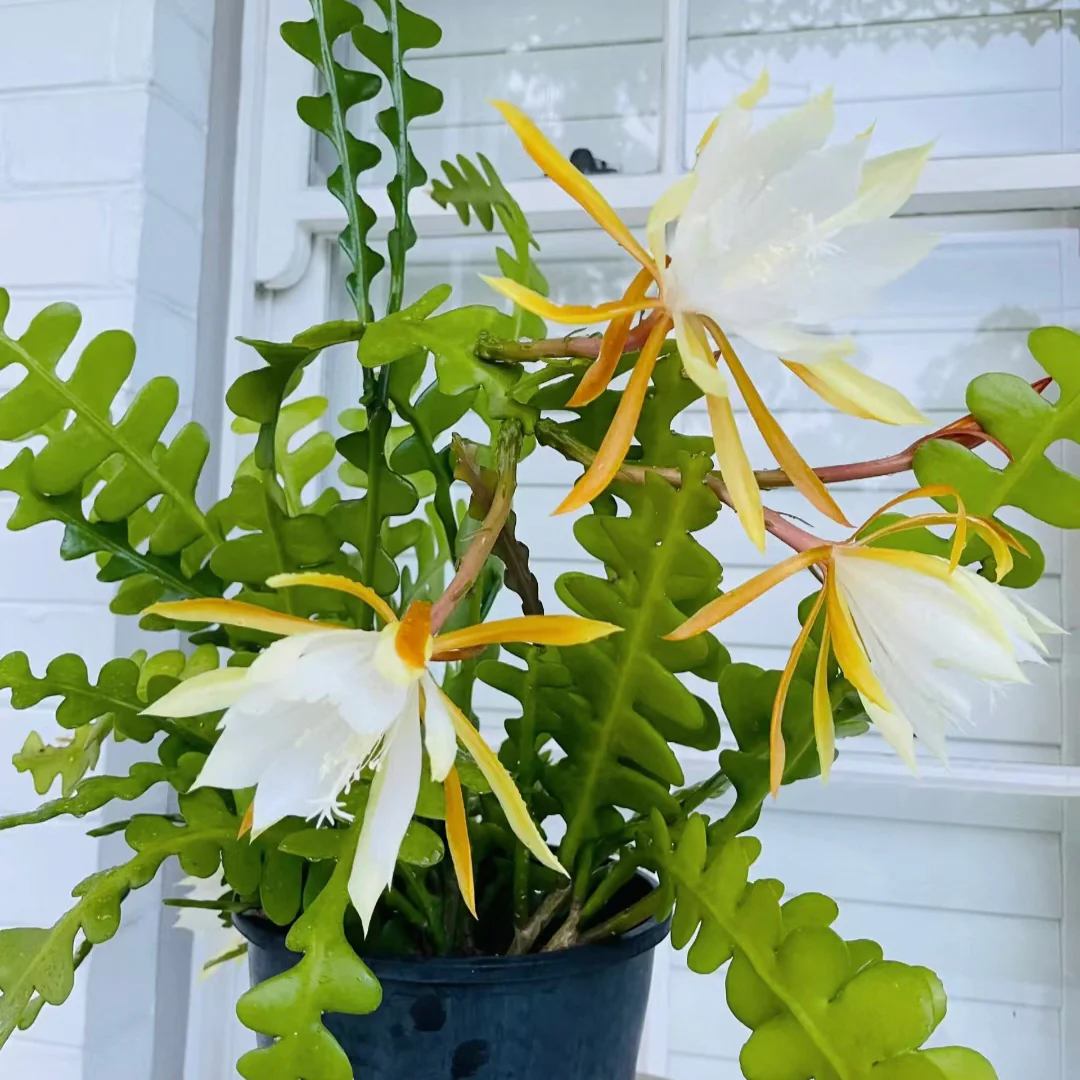 Cactus Rare Plant