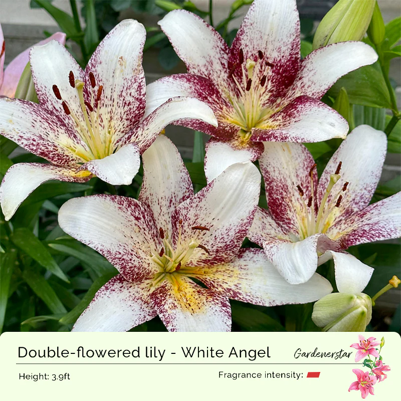 Lily Bulbs