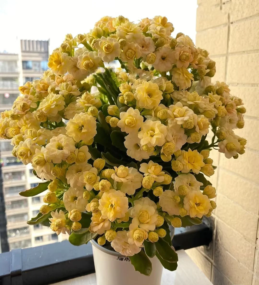 Kalanchoe Seed Garden Planting