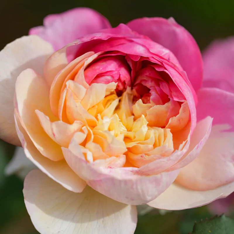 Premium 'Constance Rose' Seeds-Romantic Garden Flowers