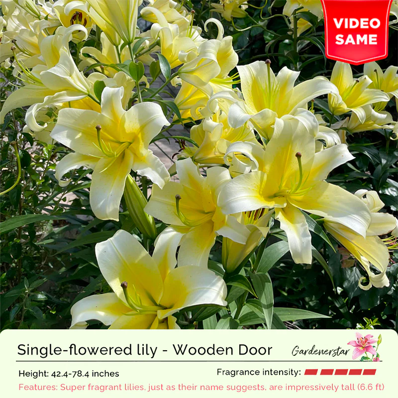 Lily Bulbs