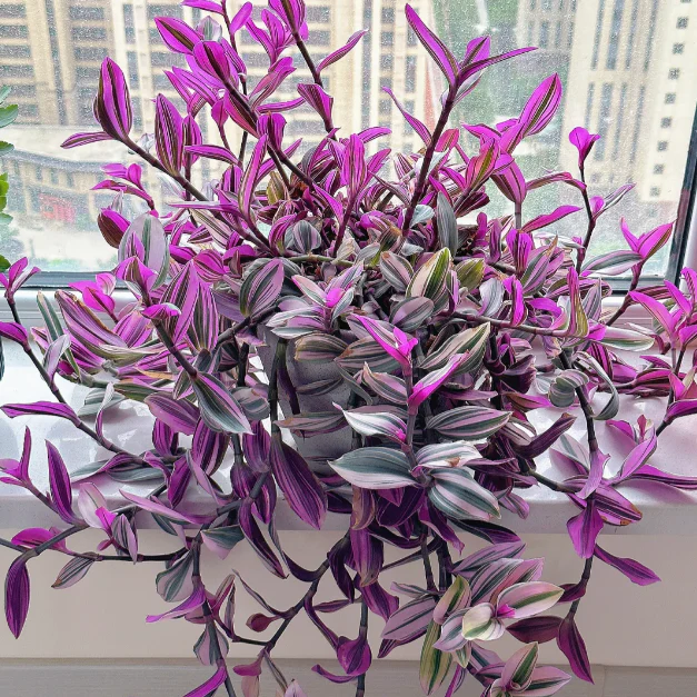 💐Oil Painting Wedding Orchid—The Wandering Jew