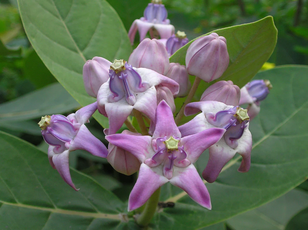 Candy Flower,Horn Melon Flower