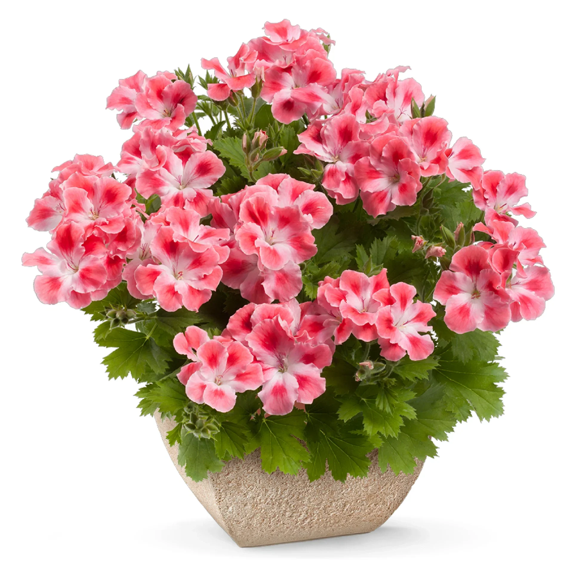 Candy Flowers Peach Cloud Seeds