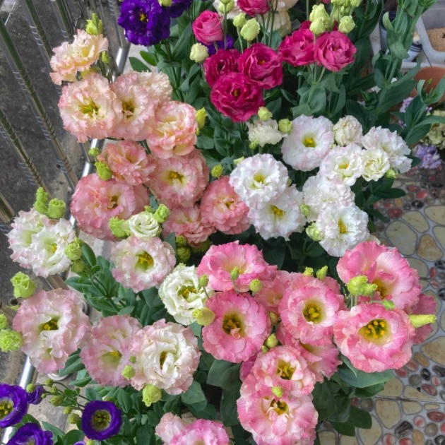 🌺Lisianthus - Sincere Love