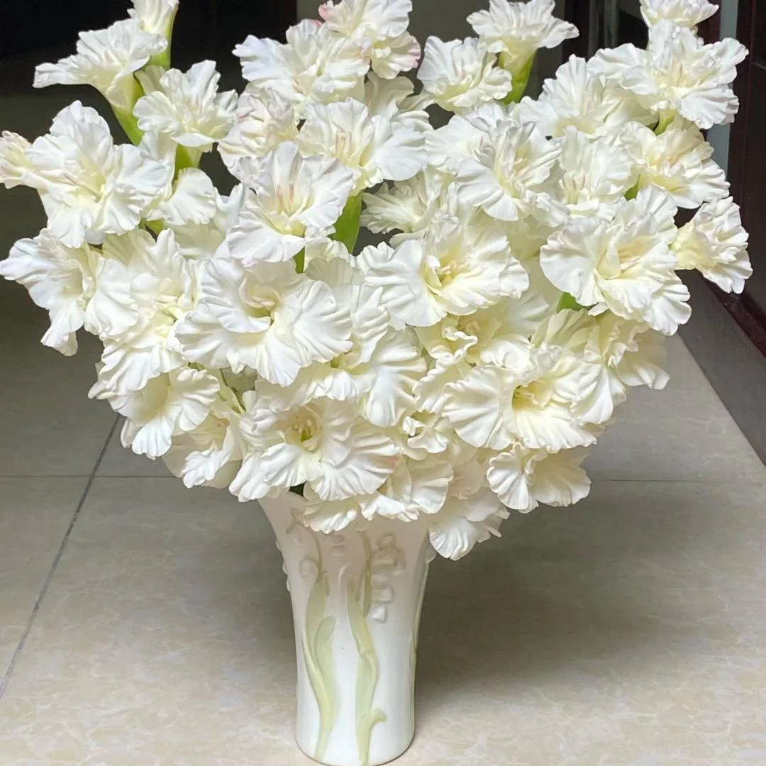 Gladiolus Bulbs-Perennial Cut Flower, Long Blooming, Easy to Grow