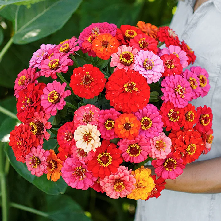 🌺Double Dwarf Zinnia Seeds