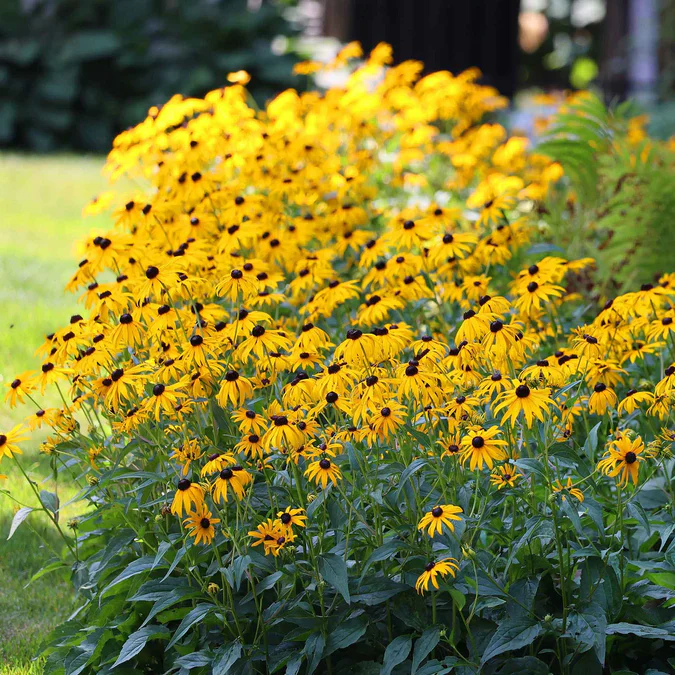 Everything You Can Direct Sow Outside in June
