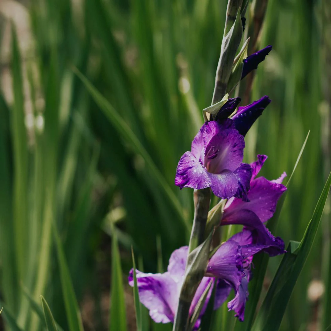 Gladiolus Bulbs-Perennial Cut Flower, Long Blooming, Easy to Grow