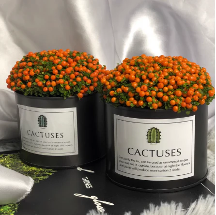Pearl Orange Succulent Potted Plant