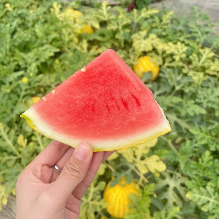 Golden Red Watermelon Seeds