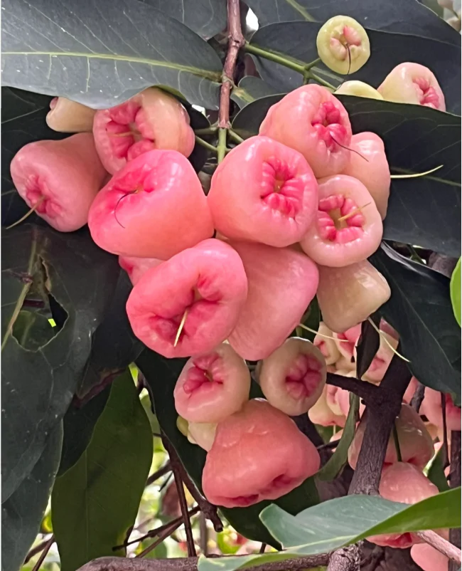 Pink Lotus Mist Seeds