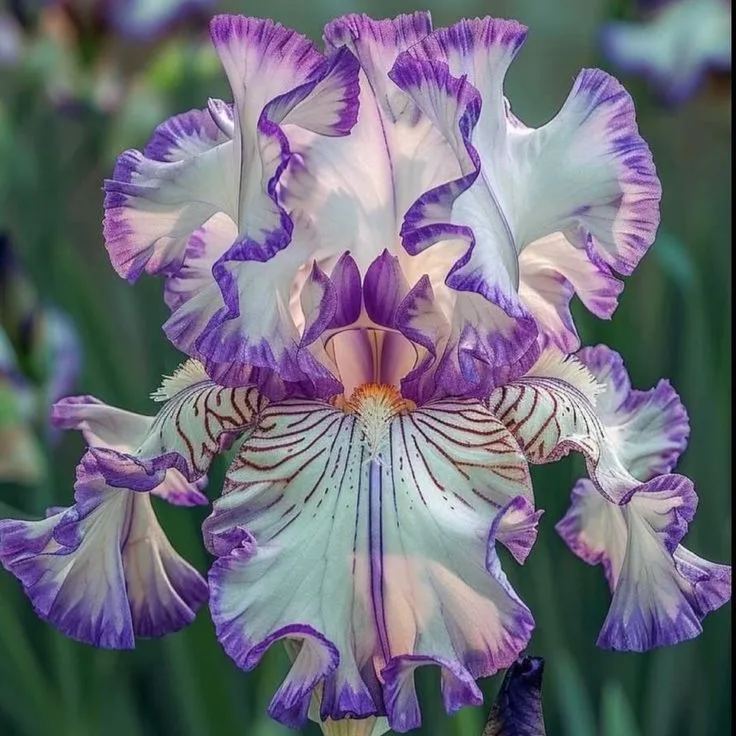 Pearl Mist-Rare Iris Bulbs⚜️