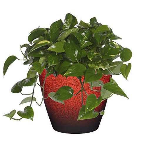 Classic Home and Garden Premiere Collection Planter Vogue 8
