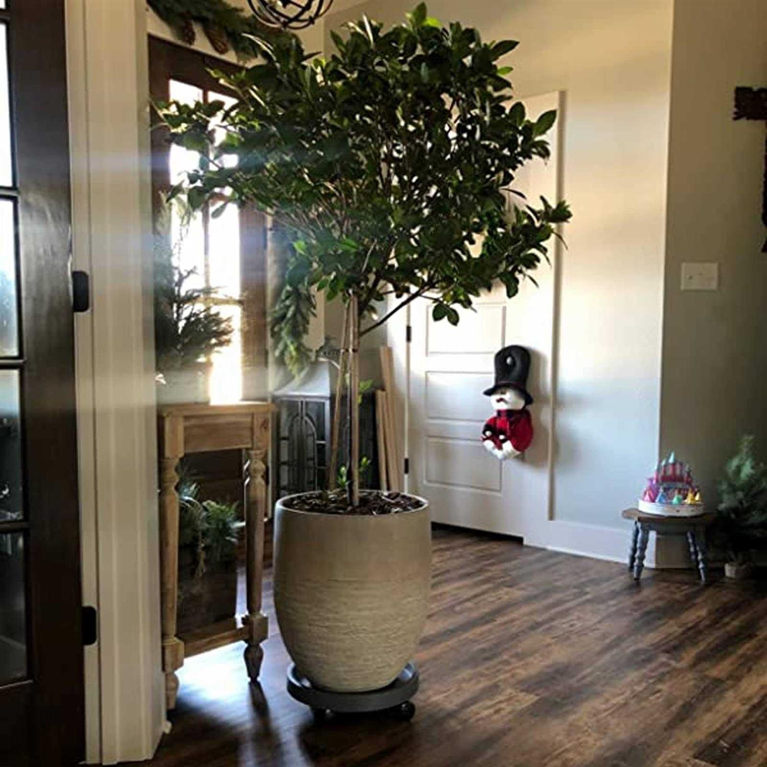 WanderingDonkey 2 Pack of 11 Inch Heavy Duty Plant Caddy with Wheels,Rolling Plant Stand Pot Trolley,Wheeled Planter Saucer Tray,Potted Flower Mover Dolly w