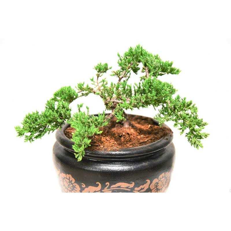 Bonsai Soil by Perfect Plants