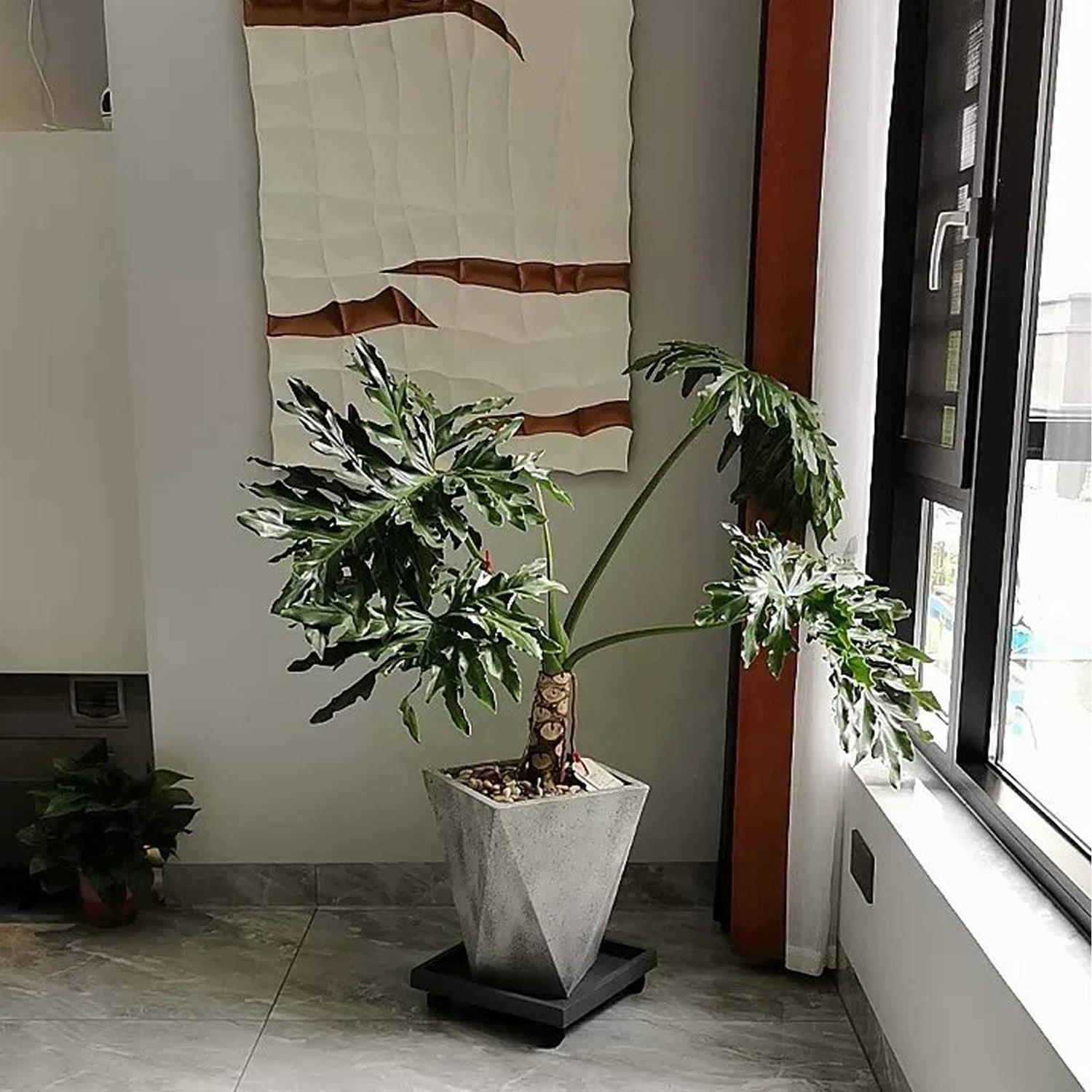 WanderingDonkey Square Heavy Duty Plant Caddy with Wheels,Rolling Stand Pot Trolley,Wheeled Planter Saucer Tray,Potted Flower Mover Dolly