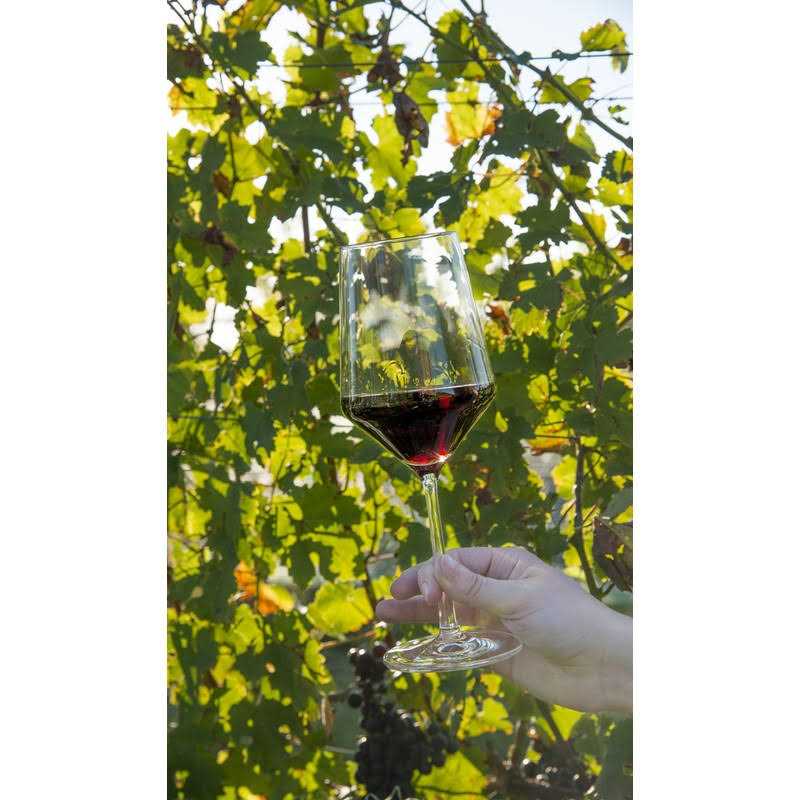 Schott Zwiesel Pure Wine Glass