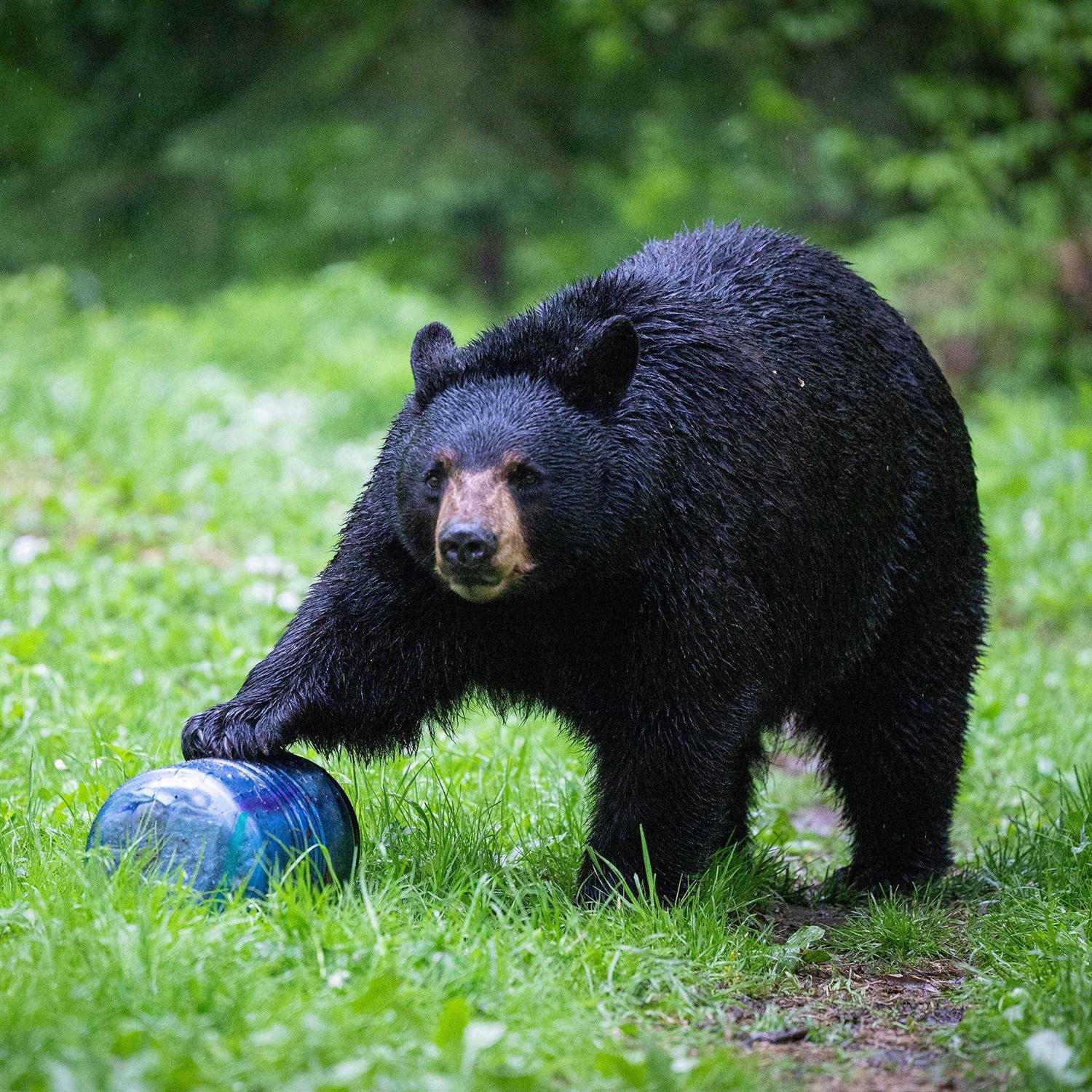 BearVault BV500 Bear Resistant Food Canister