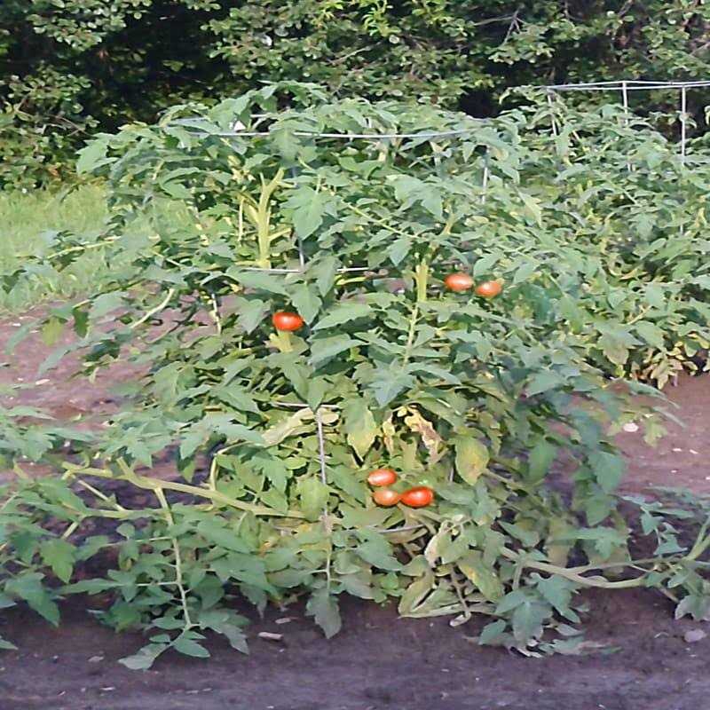 Glamos Galvanized Wire Tomato Cage