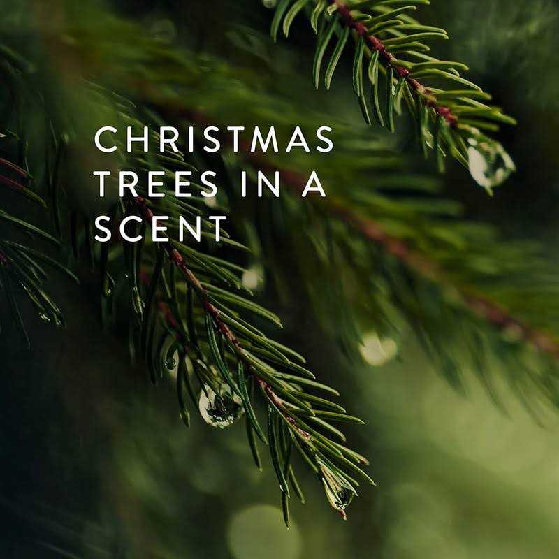 Thymes Frasier Fir Pine Needle Candle Highly Scented Candles for a Luxury Home Fragrance