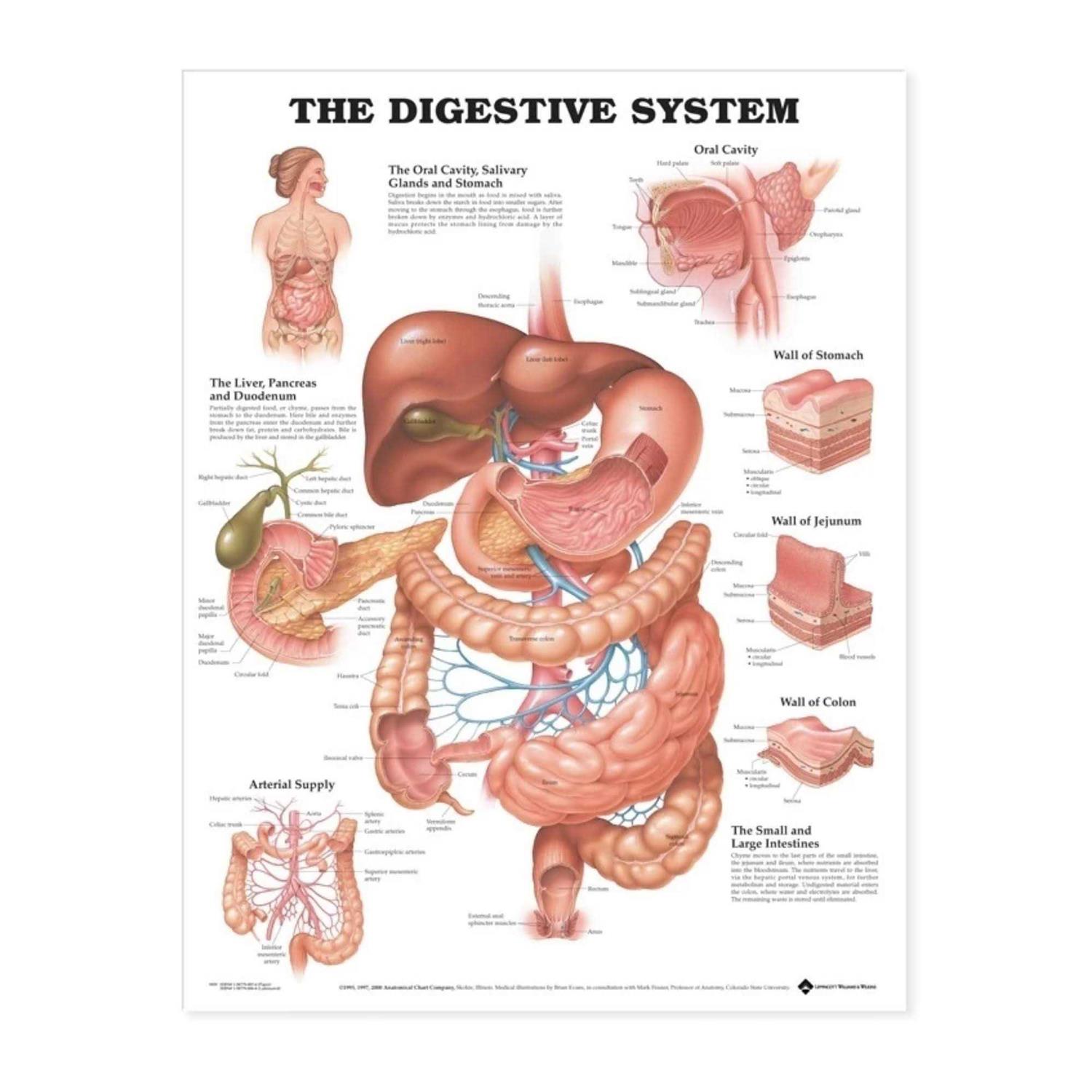 The Digestive System Anatomical Chart