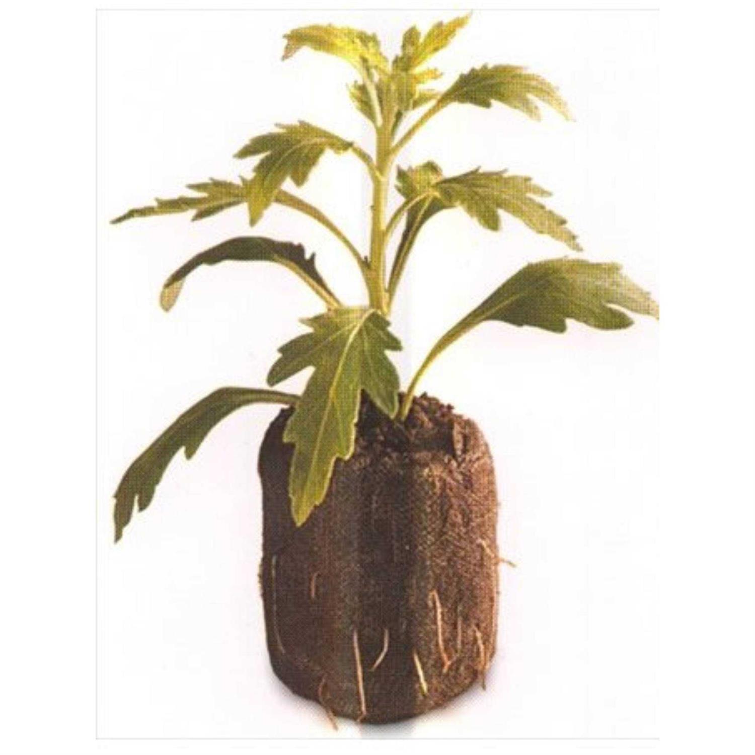 100 Count Jiffy 7 Peat Pellets Seed Starter Soil Plugs 36 mm