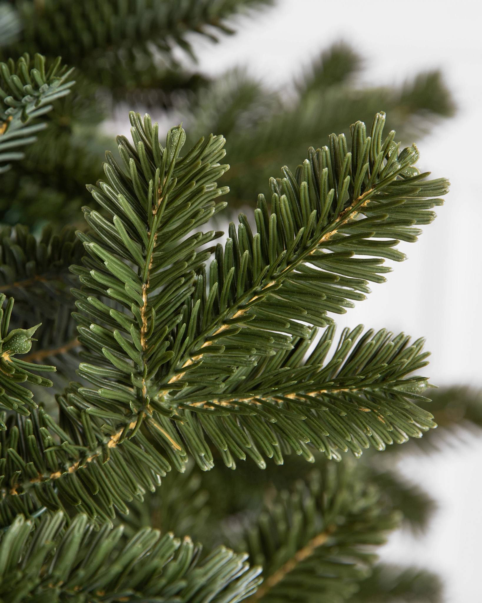 BH Fraser Fir® Tree
