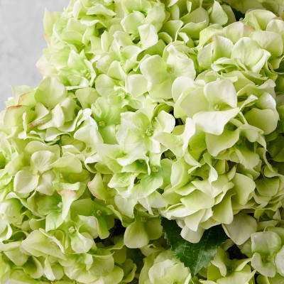 Jeff Leatham x Williams Sonoma Real Touch Faux Light Green Hydrangea Stems, Set of 12