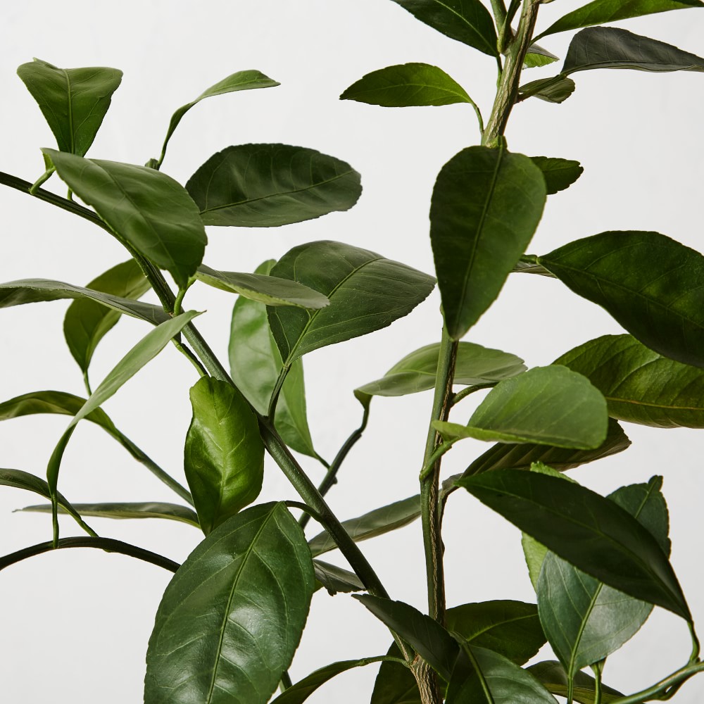 Semi Dwarf Owari Live Mandarin Tree, 24