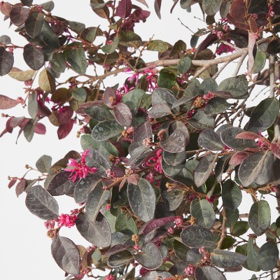 Alder & Oak Chinese Fringe Flower Column, 30