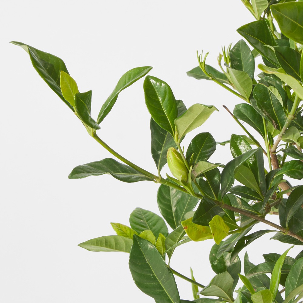 Alder & Oak Gardenia Shrub, 36