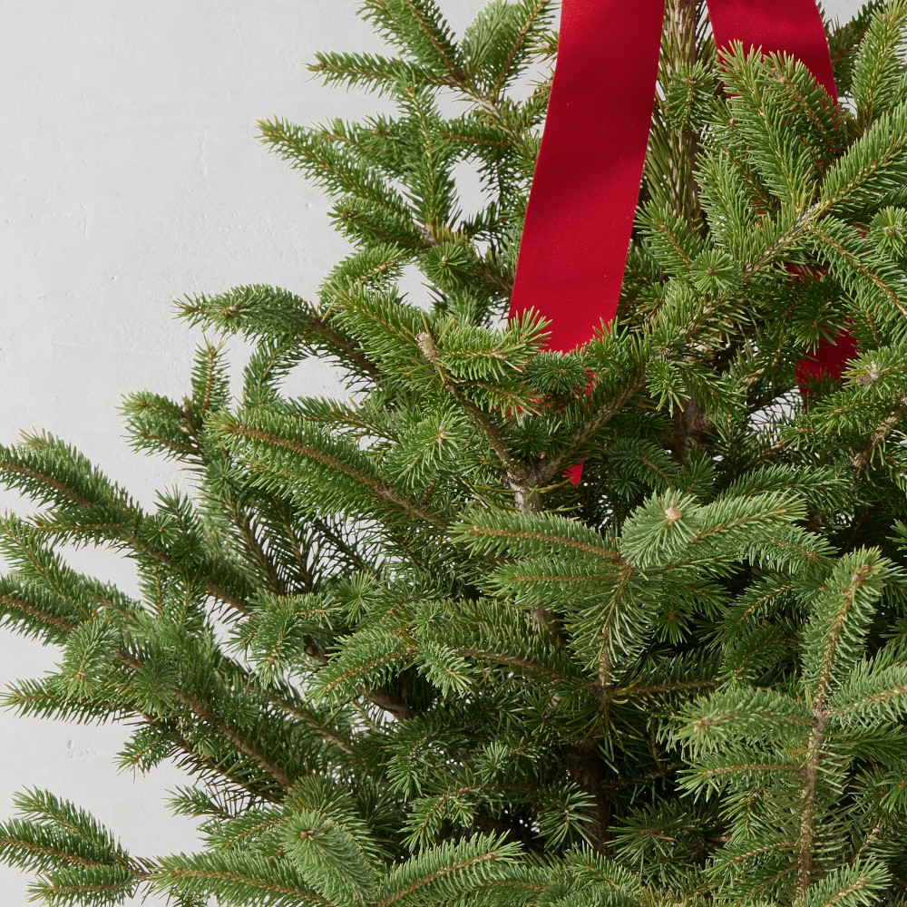 Black Hills Live Spruce Potted Tree