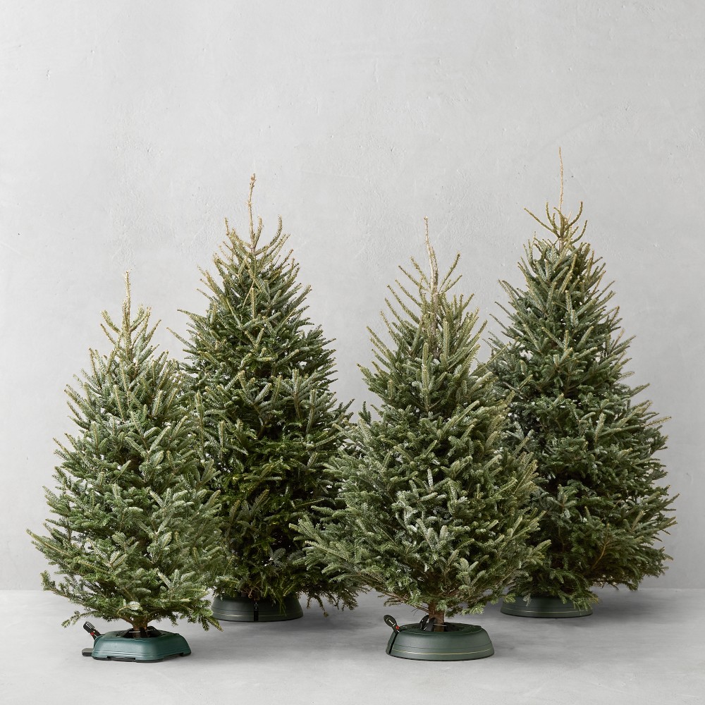 Fraser Fir Snowfresh Fresh Christmas Tree 5' - 9'