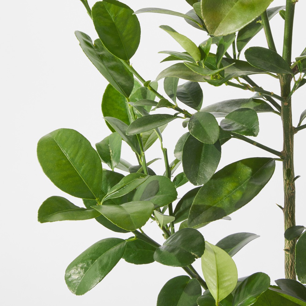 Alder & Oak Fukushu Kumquat Tree, 24