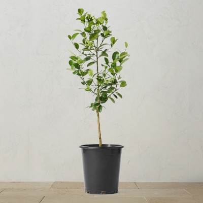 Alder & Oak Fukushu Kumquat Tree, 24