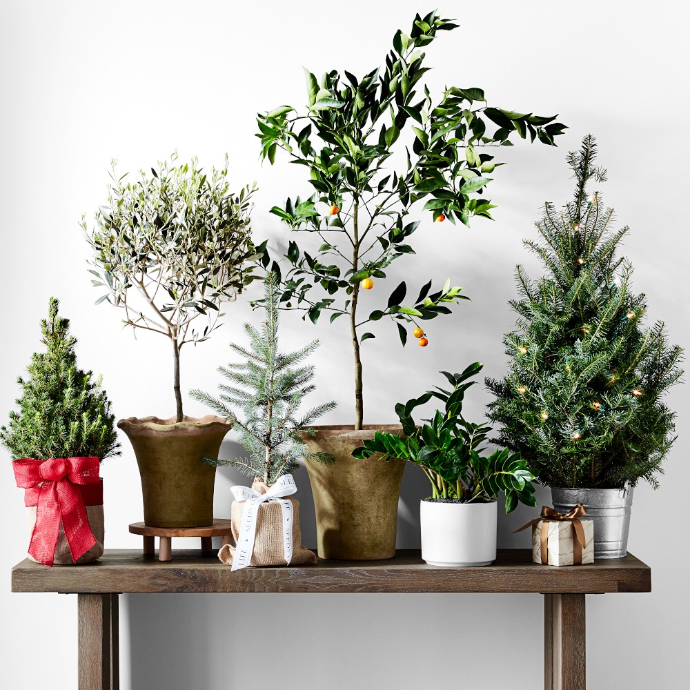 Mini Tabletop Live Tree with Burlap Wrap