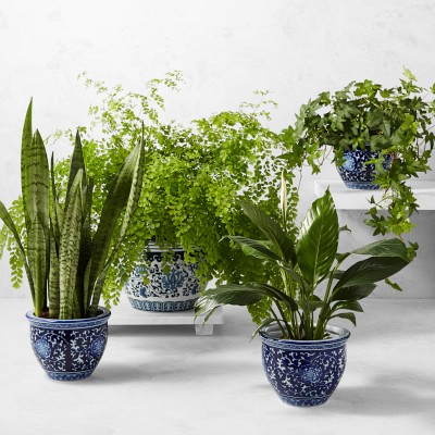 Live Spathaphylum Peace Lily House Plant, 12