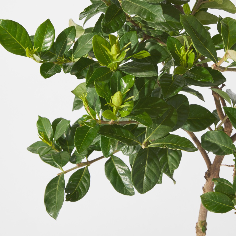 Alder & Oak Gardenia Patio Tree, 3'