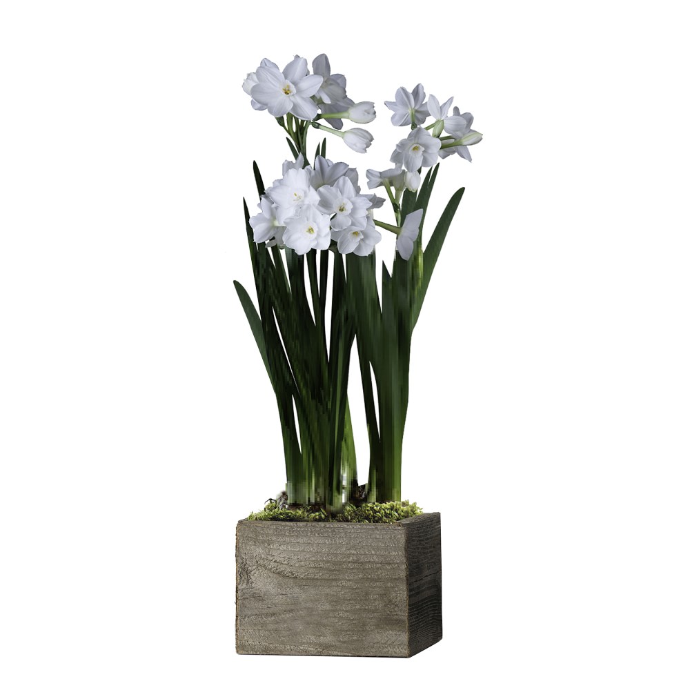 Fresh Paperwhites in Wood Planter
