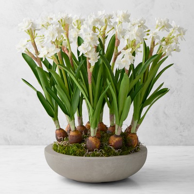 Jeff Leatham x Williams Sonoma Faux Holiday Paperwhites in Cement Planter