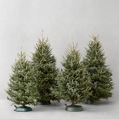 Fraser Fir Snowfresh Fresh Christmas Tree 5' - 9'